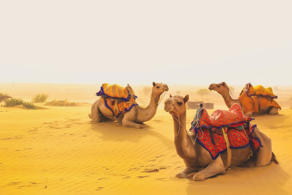 Camel Safari