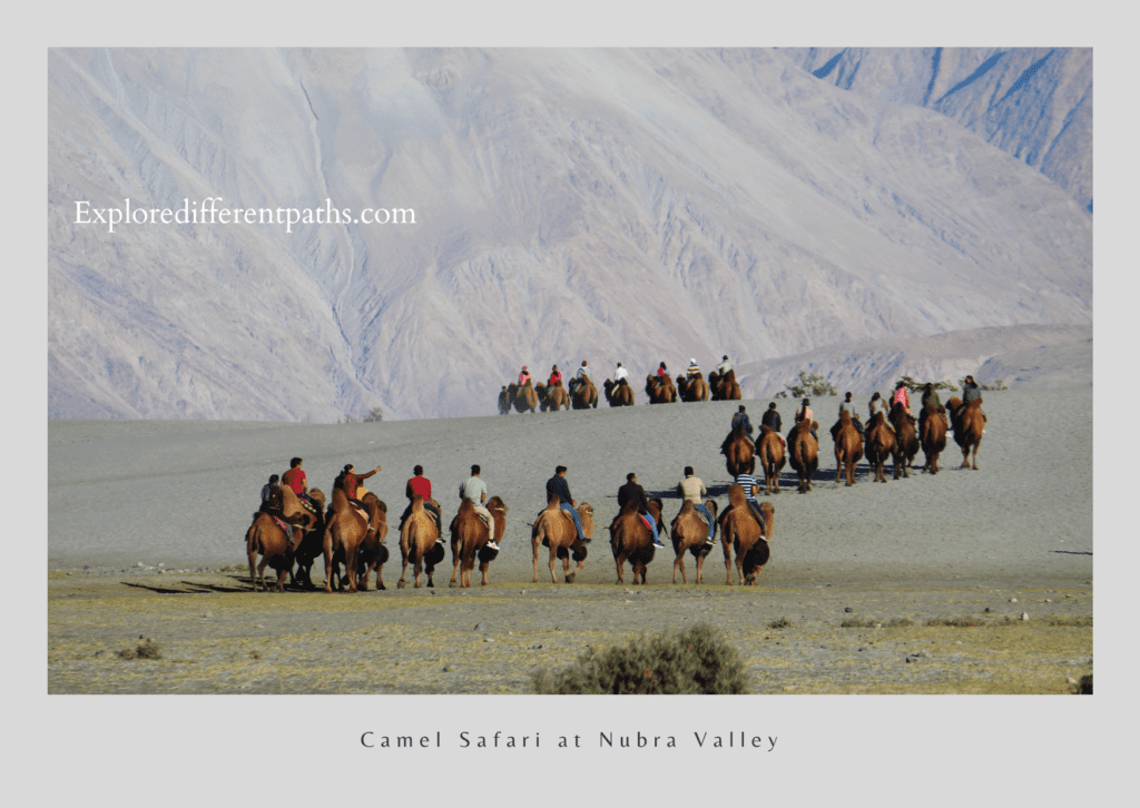 Camel Safari at Hunder, Nubra Valley