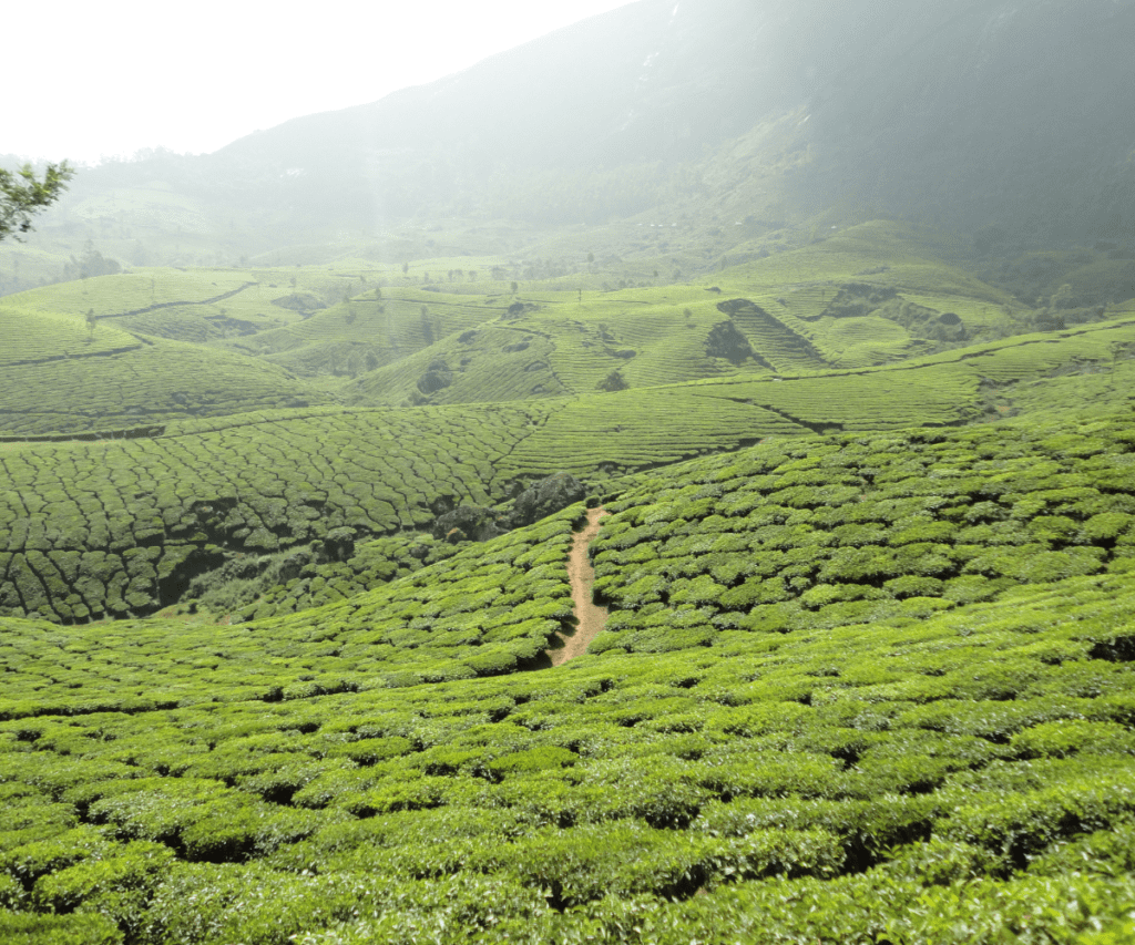 MUNNAR, KERALA