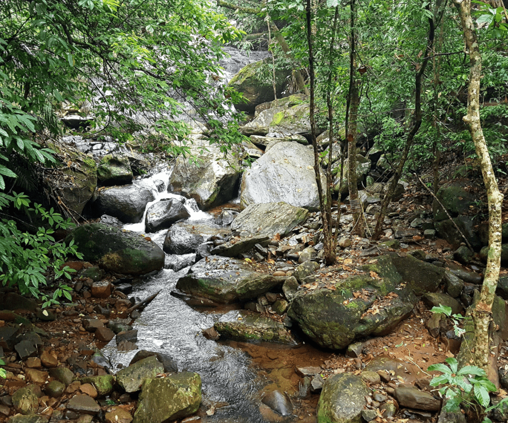 Trek at Wayanad